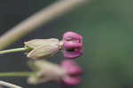 Clasping milkweed